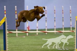 Winddance Red Bull Shooter