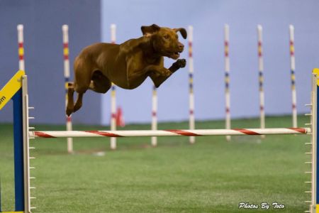 Winddance Red Bull Shooter