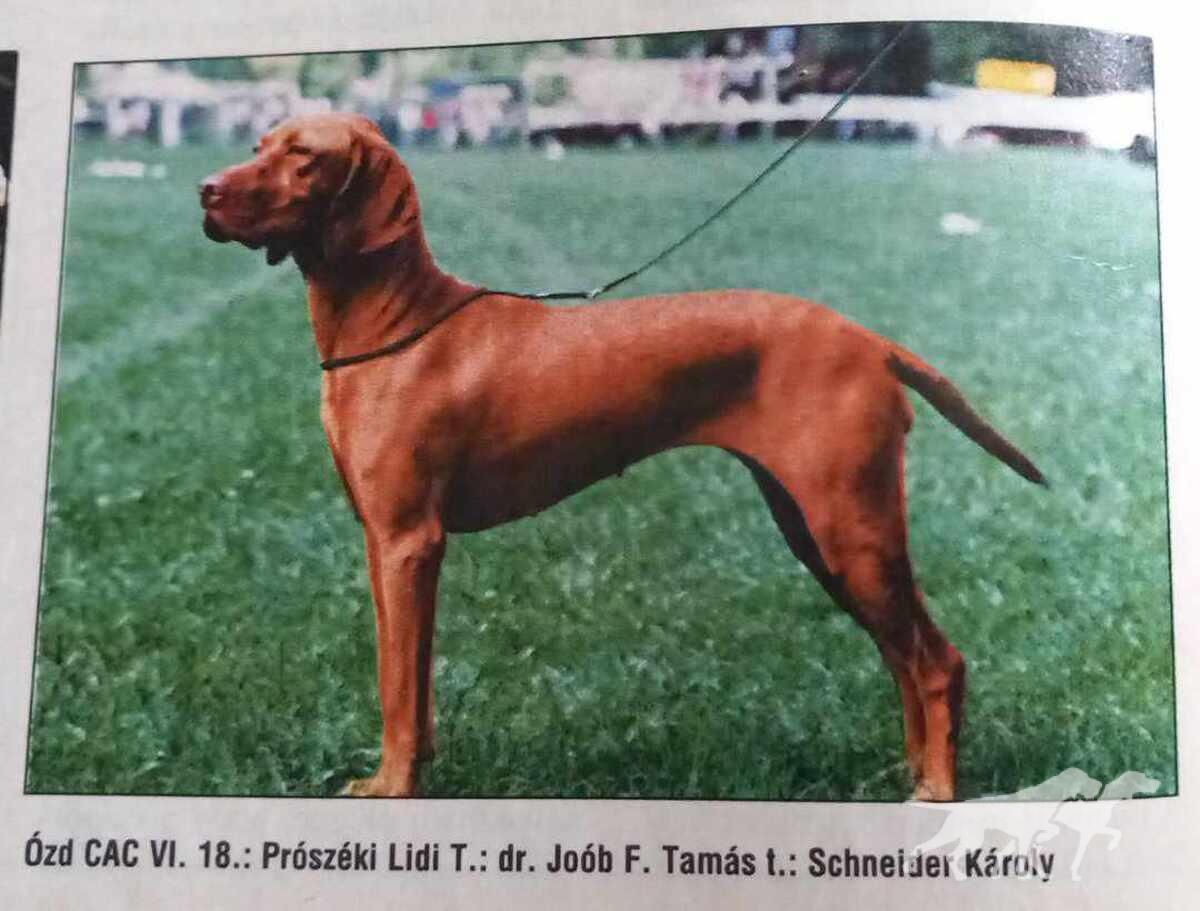 Prószéki Lidi