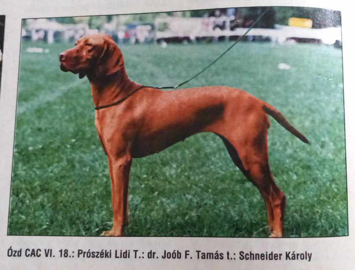 Prószéki Lidi