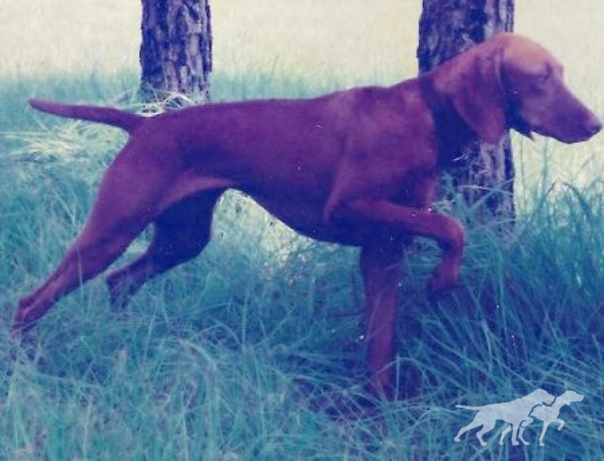 Valley Hunter Stealn Thunder