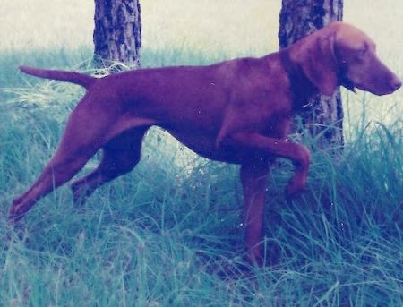 Valley Hunter Stealn Thunder