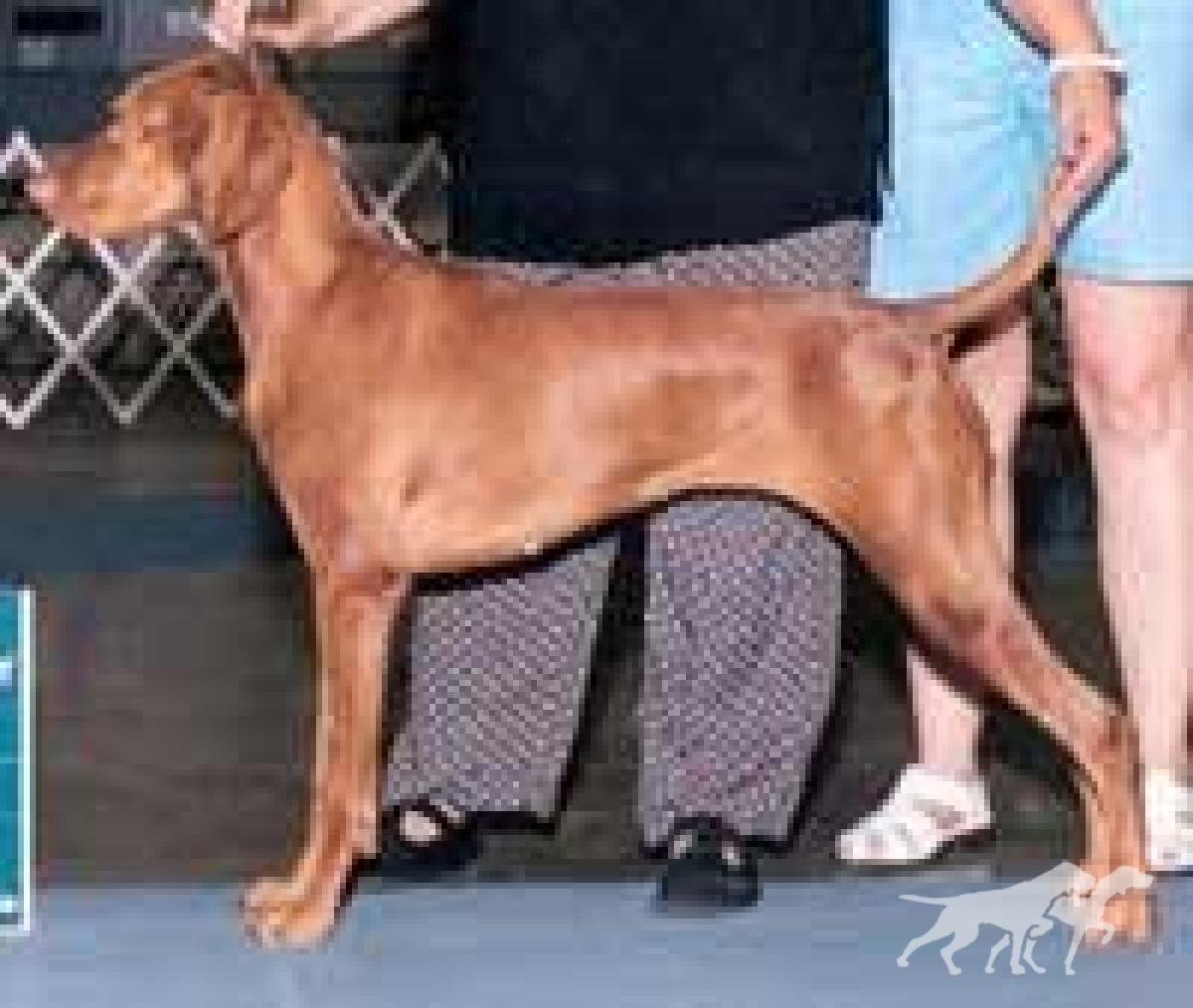 Vally Huntr Westminster Abby
