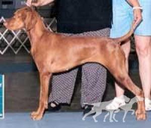 Vally Huntr Westminster Abby