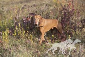Clearidge's Gallant Grady
