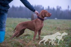 Hungarian Hartman Hunting Assist