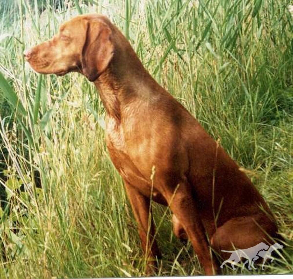 Pitypang Gyöngéd Luca