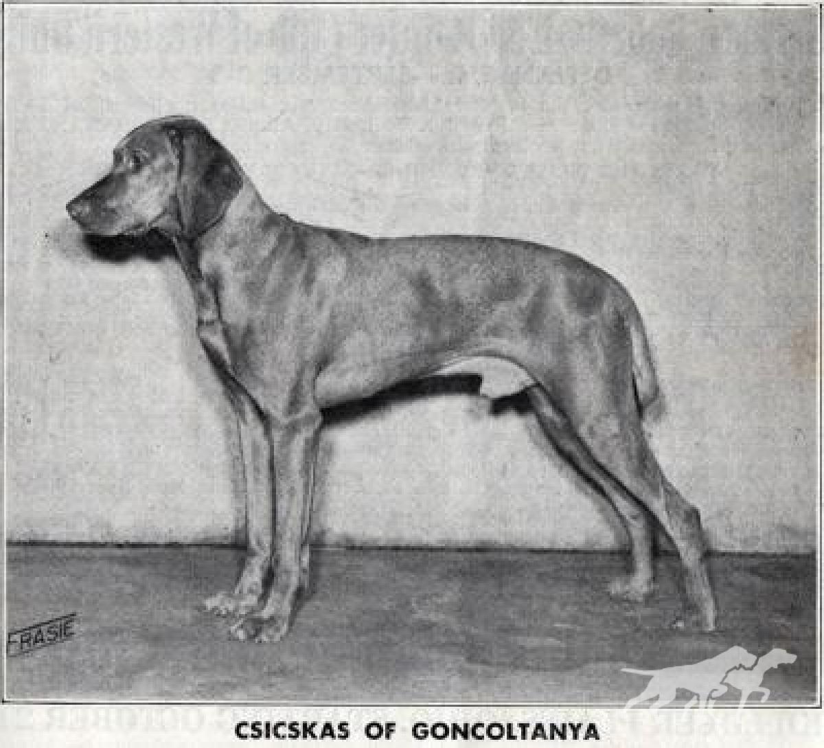 Csicskas of Goncoltanya