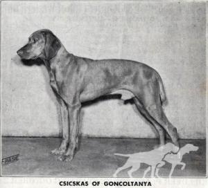 Csicskas of Goncoltanya