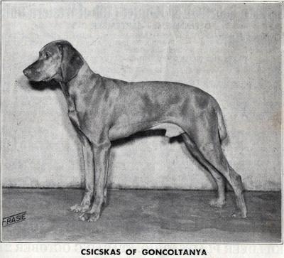 Csicskas of Goncoltanya