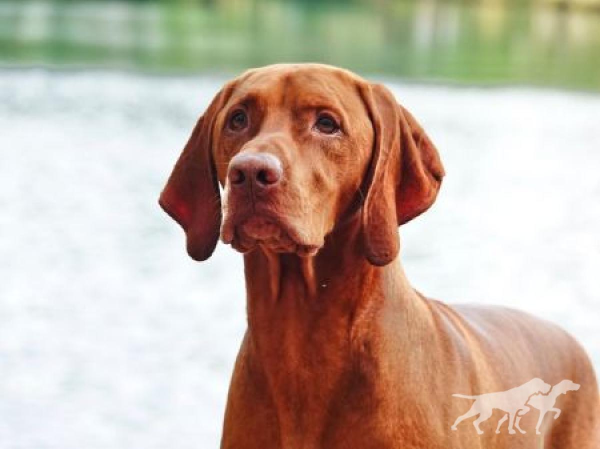 Russet Leather Strmwnd La Dolce Vita