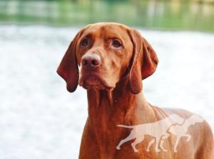 Russet Leather Strmwnd La Dolce Vita