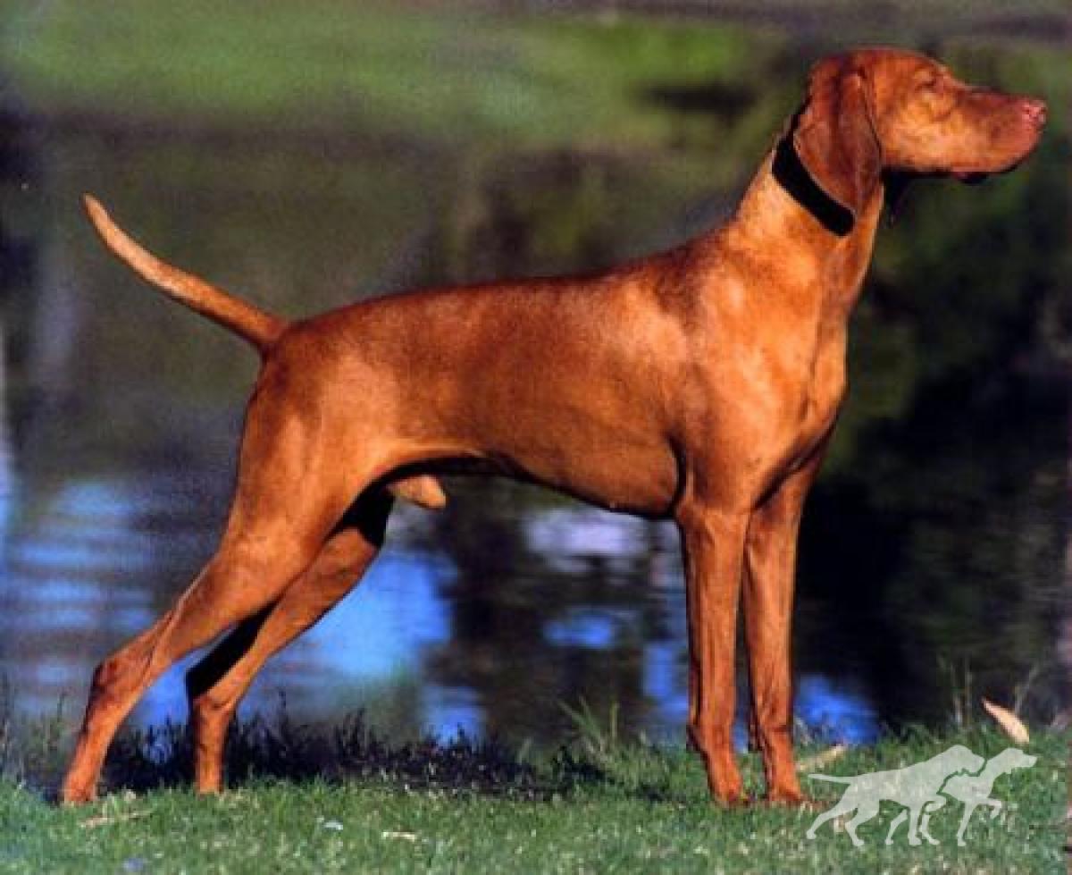 Hubertus Special Edition (AI)
