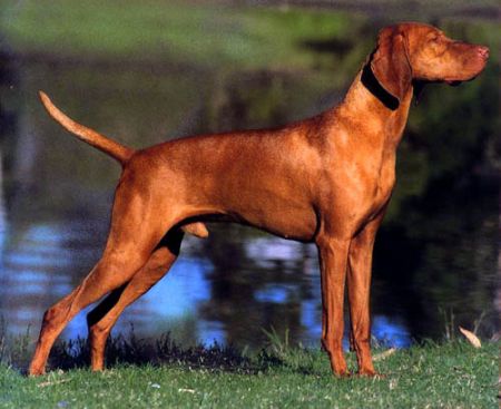 Hubertus Special Edition (AI)