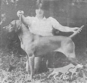 Damar's Southern Lady