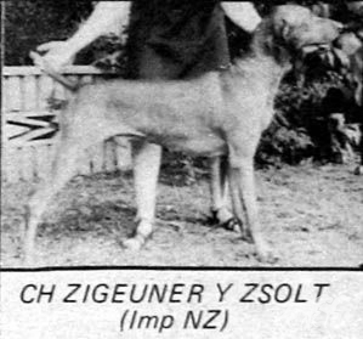 Zigeuner Y Zsolt