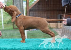Bombastic Breed Coco Lotte