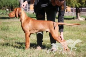 Bombastic Breed Coco Lotte