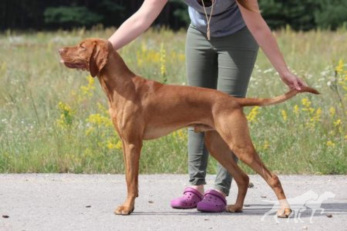 Bombastic Breed Coco Lotte