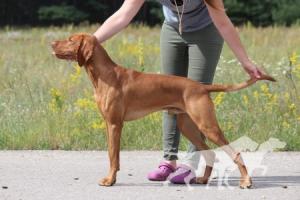 Bombastic Breed Coco Lotte