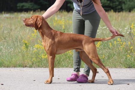 Bombastic Breed Coco Lotte