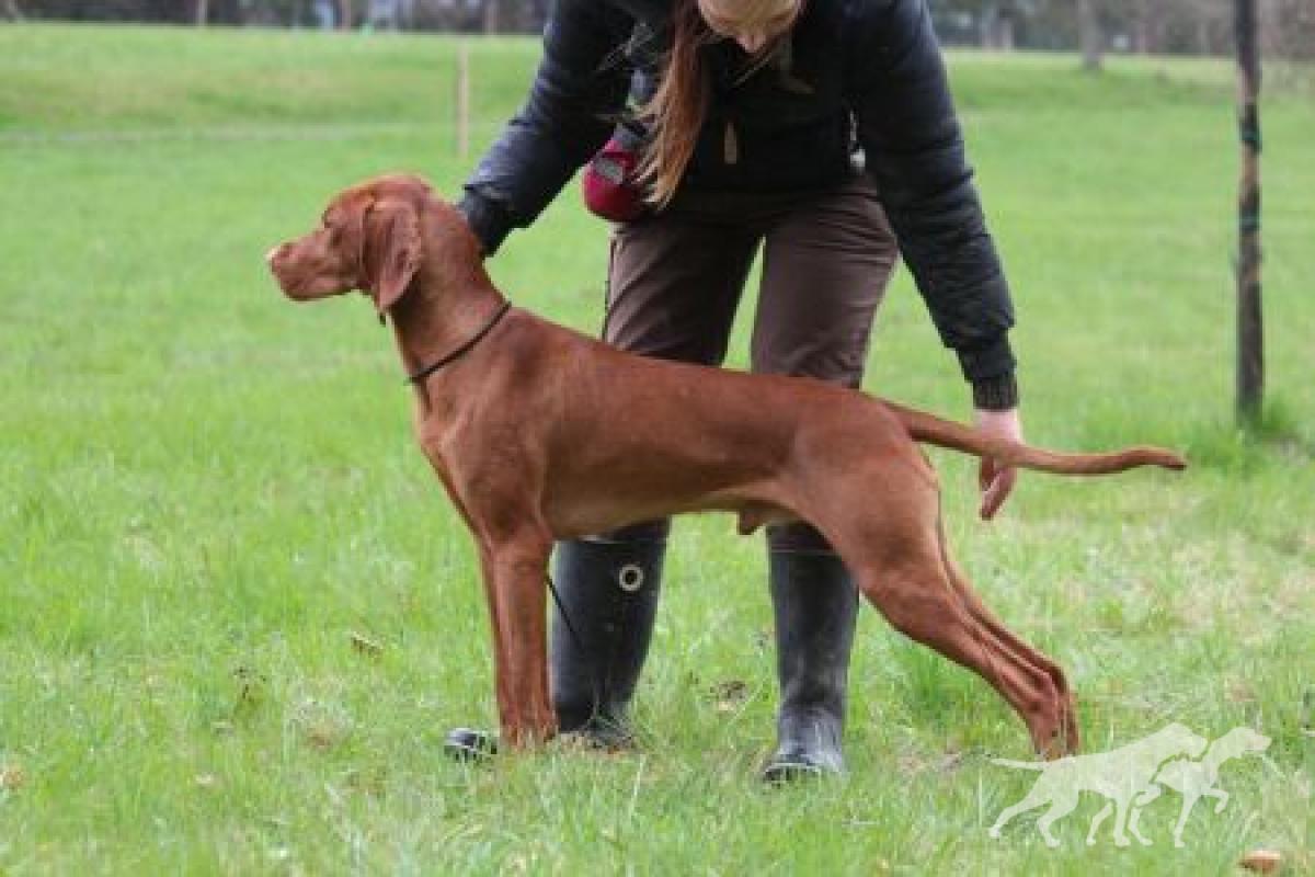 Bandit of the Forest Coco Lotte