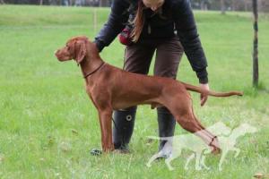 Bandit of the Forest Coco Lotte