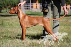 Baxy Foxy Lady Coco Lotte