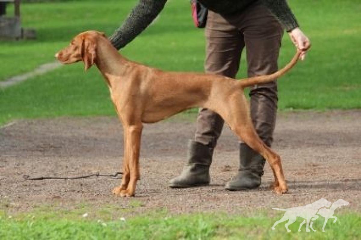 Baxy Foxy Lady Coco Lotte