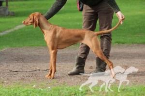 Baxy Foxy Lady Coco Lotte