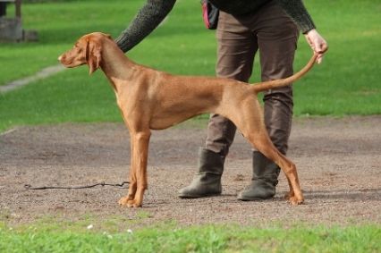 Baxy Foxy Lady Coco Lotte