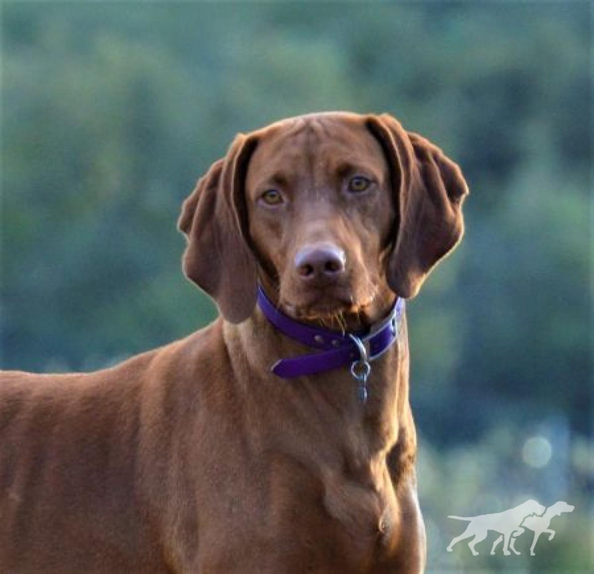 Reddog Ranch Reo Speed Wag'in