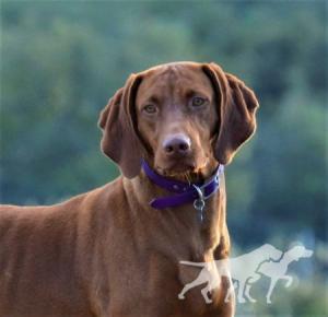 Reddog Ranch Reo Speed Wag'in
