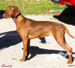 Reddog Ranch Dakota Sunshine