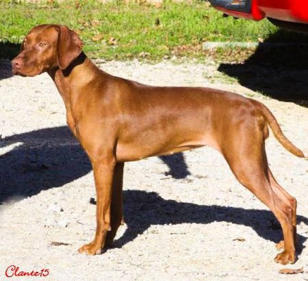 Reddog Ranch Dakota Sunshine