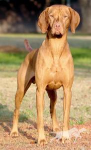 Golden Empire's Double Action Remington