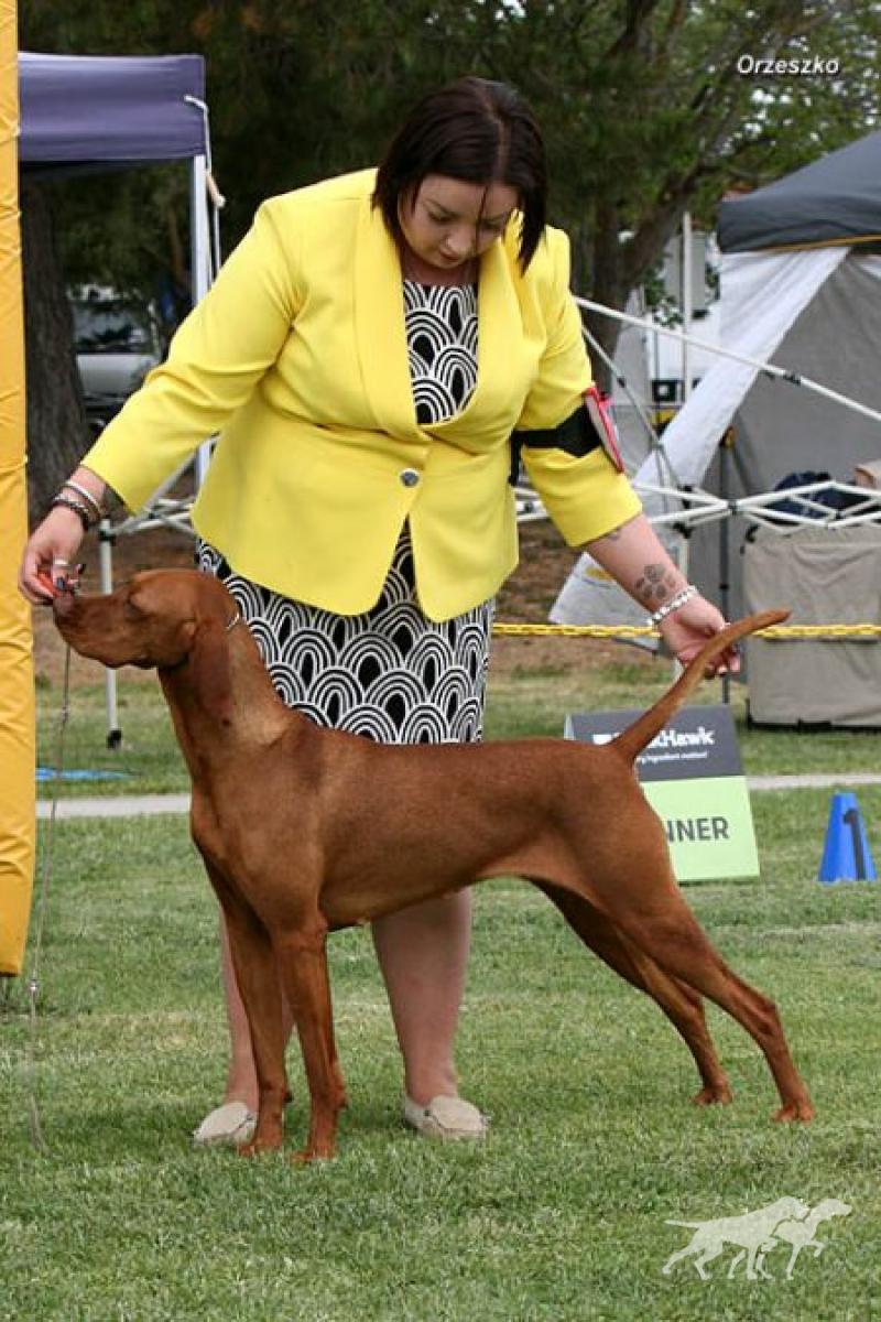 Aceweis Ginger Snap (AI)