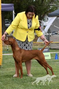 Aceweis Ginger Snap (AI)