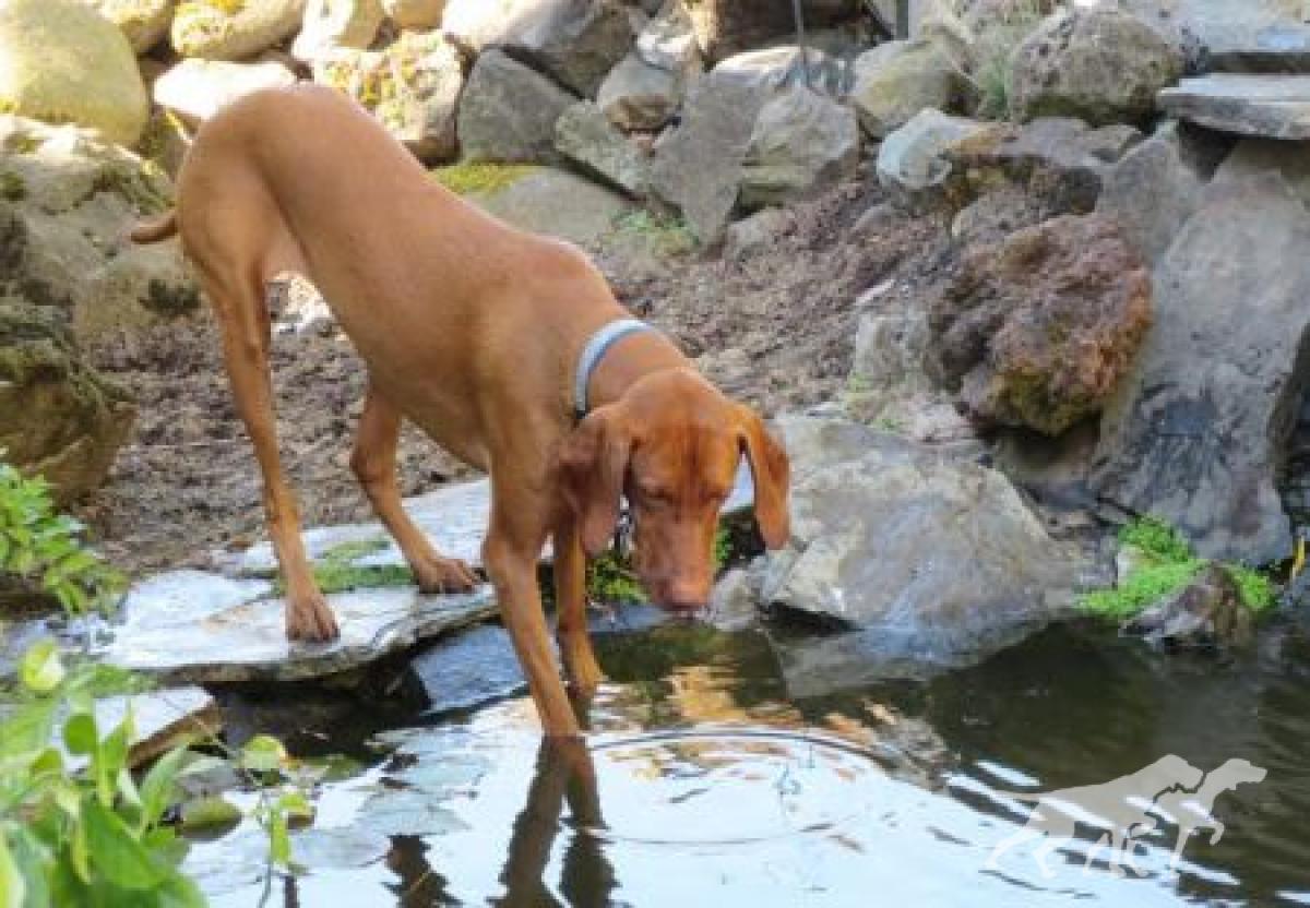 Reddog Ranch Enika Sequoia