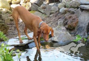 Reddog Ranch Enika Sequoia