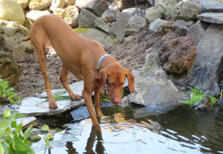 Reddog Ranch Enika Sequoia