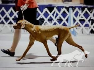 Huntmore Lucky 7 My Cazadora