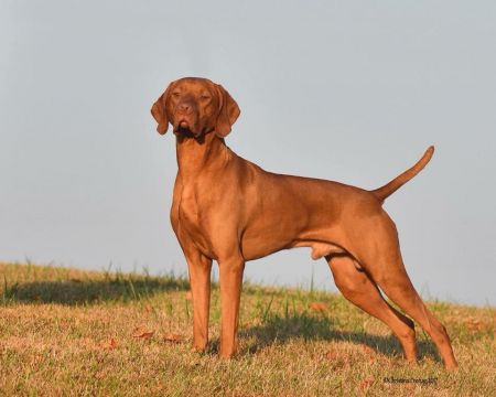 Tsavo's Perfect Pitch of Jazzberry