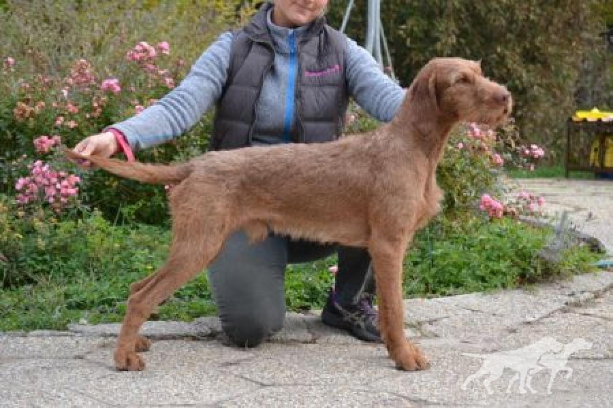 Loubard de la Lande de Bourberouge