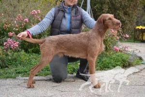 Loubard de la Lande de Bourberouge
