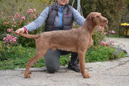 Loubard de la Lande de Bourberouge