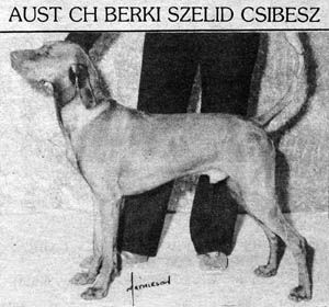 Berki Szelid Csibesz