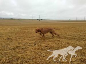 Lutcho du Champ Cleuet