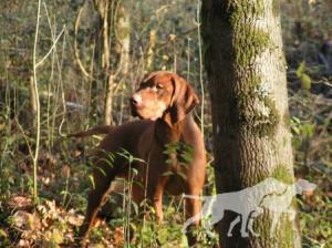 Lutcho du Champ Cleuet