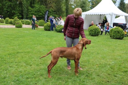 Lutcho du Champ Cleuet
